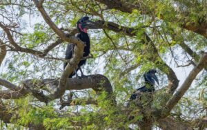 Two Abyssinian ground hornbills perched in a tree in Uganda.