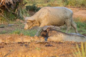 Mud-covered African buffalo in Uganda, one standing, one lying down.
