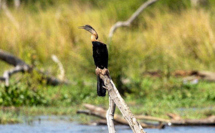 African darter perched on branch in Uganda. Black bird with long neck. Uganda 2025.