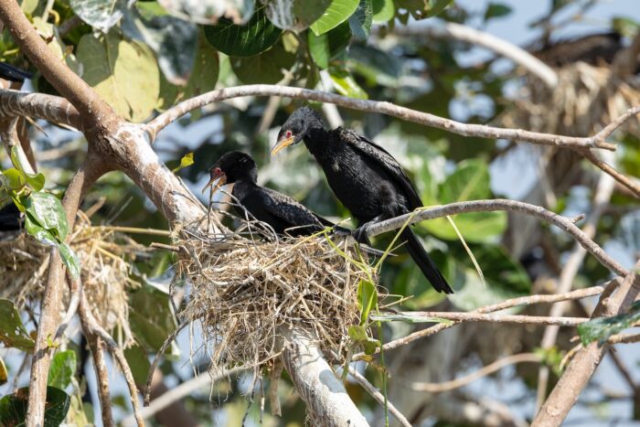 Two black African darter birds, one in nest, one perched on branch in Uganda.