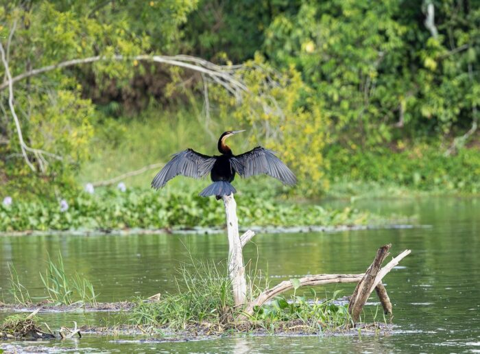 African darter drying wings on branch in Uganda's lush wetlands.