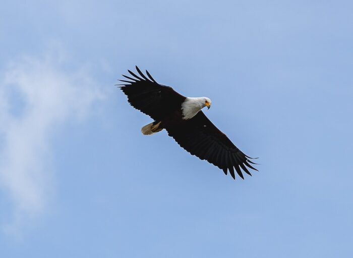 African fish eagle in flight against a blue sky in Uganda.