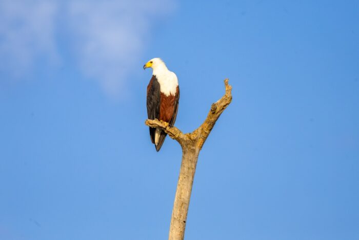 African fish eagle perched on a branch against a clear blue sky in Uganda.