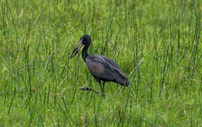 African openbill stork in tall green grass. Uganda wildlife.