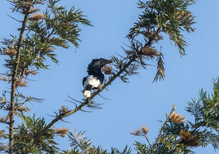 African pied hornbill perched on a branch against a blue sky. Black and white bird in Uganda.