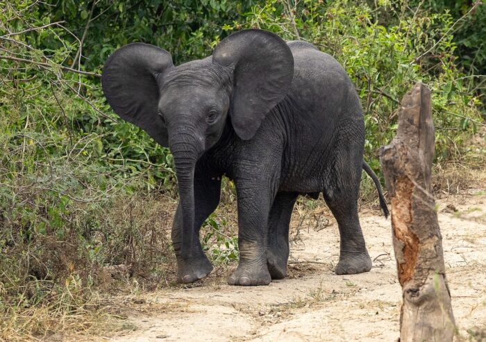 Baby elephant walking in Uganda. Lush green foliage in background.