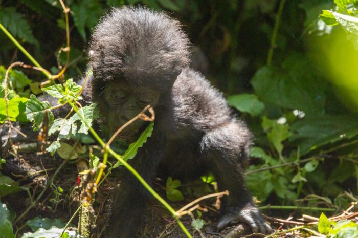 Baby gorilla in lush greenery, possibly in Uganda.
