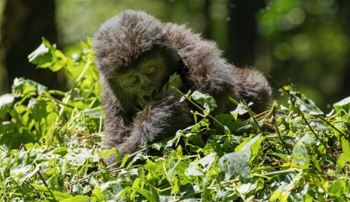 Baby gorilla eating leaves in Uganda jungle.