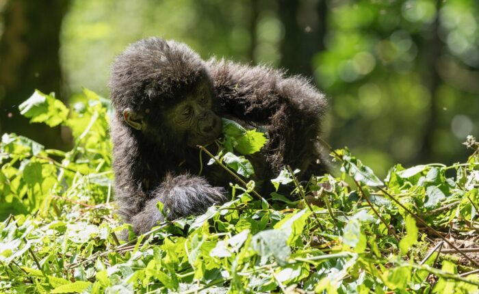 Baby gorilla eating leaves in Uganda's lush greenery.