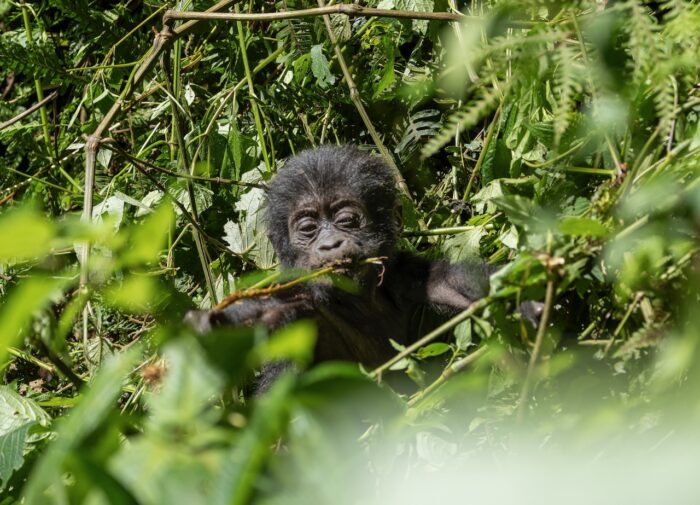 Baby gorilla eating in lush greenery. Uganda wildlife.