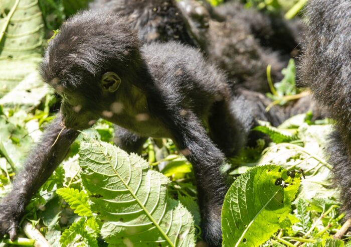 Baby gorilla exploring foliage in Uganda. Dark fur, green leaves.
