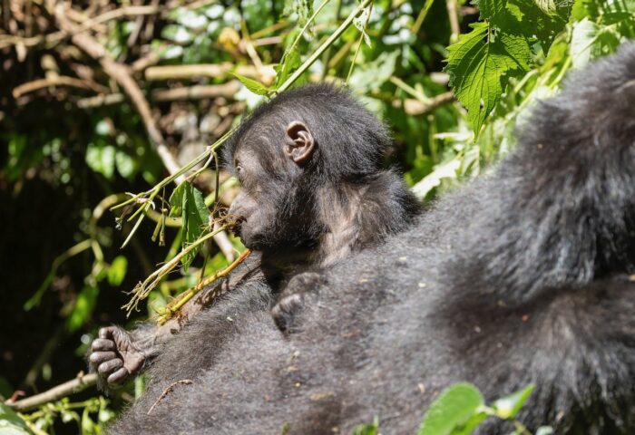 Baby gorilla clings to mother's back, foraging for food in lush Ugandan forest.