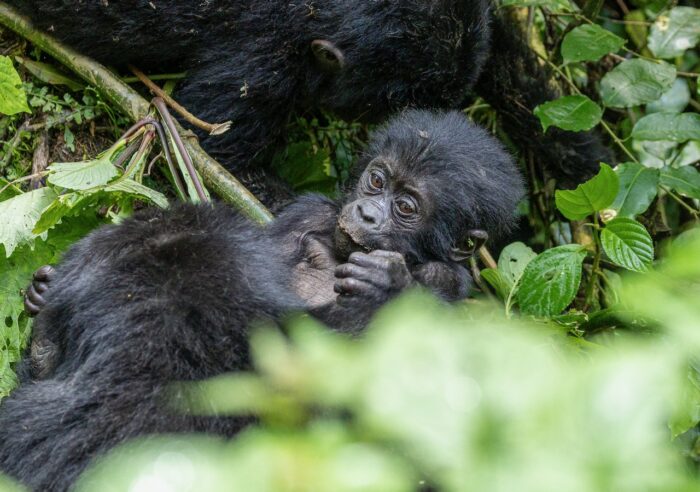 Baby gorilla lying down in lush green foliage, looking at the camera. Uganda wildlife.