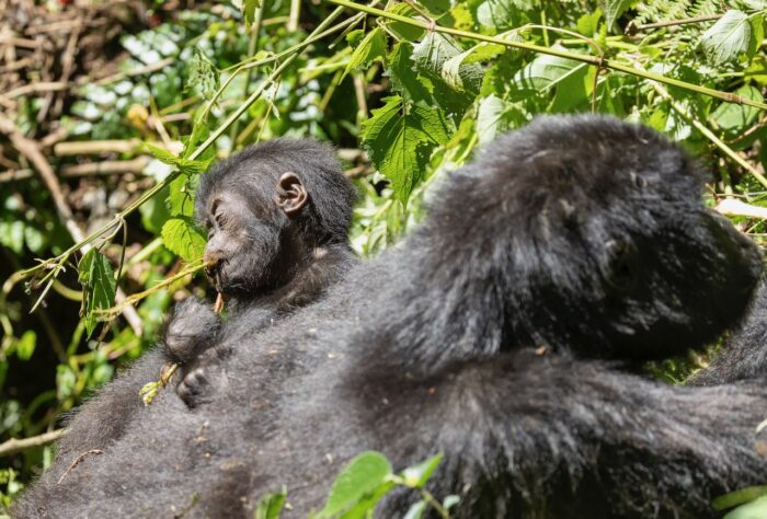 Baby gorilla rests on its mother's back amidst lush greenery in Uganda.