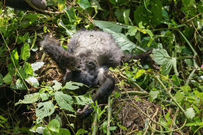 Baby gorilla resting in lush green foliage in Uganda.