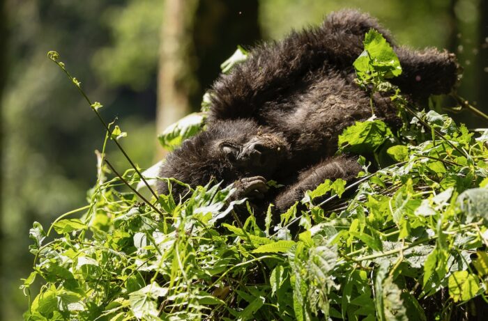Baby gorilla sleeping nestled in green foliage. Uganda wildlife scene.