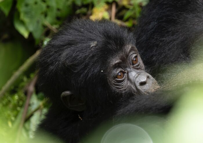 Baby gorilla close up in Uganda. Young mountain gorilla with brown eyes looking up from foliage.