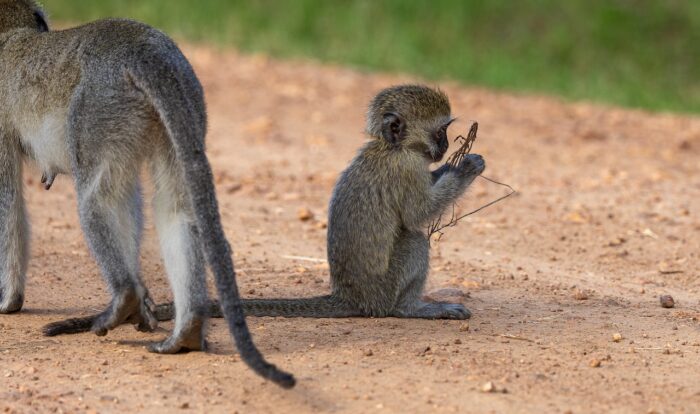 Baby vervet monkey plays with twigs on a dirt road in Uganda.
