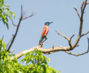 Colorful bee-eater bird perched on a branch in Uganda, with blue head and pink body.