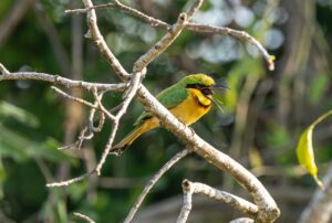 Colorful bee-eater bird perched on a branch with its beak open in Uganda.