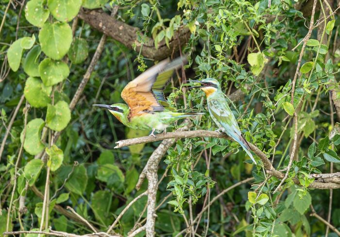 Two colorful bee-eater birds, one perched, one taking flight in lush green foliage. Uganda wildlife.