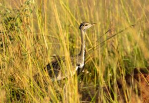 Black-bellied bustard standing in tall savanna grass, Uganda wildlife.