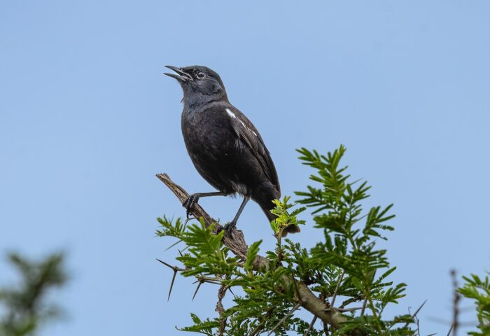 Black bird perched on thorny acacia branch against blue sky in Uganda.