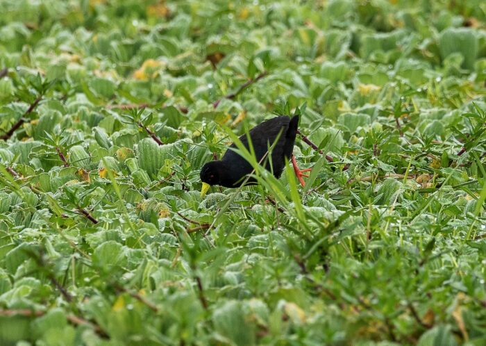 Black crake bird foraging among green aquatic plants in Uganda.