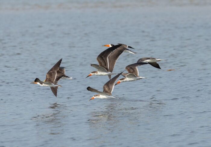 Black skimmers flying over water. Black and white seabirds with orange beaks skimming the water's surface.