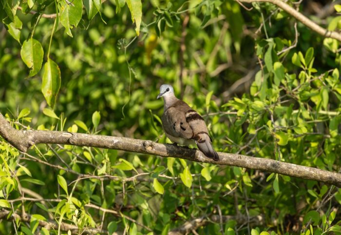 Brown dove perched on a branch surrounded by green leaves in Uganda.