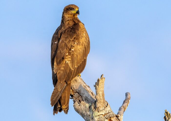 Brown eagle perched on a branch against a clear blue sky, looking to the left.