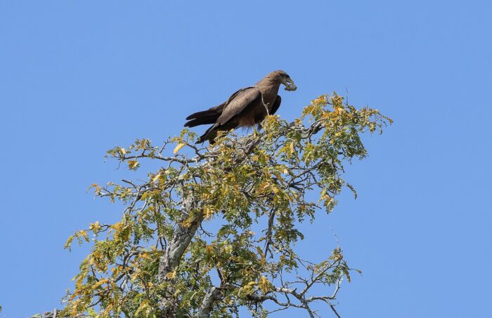 Brown eagle perched atop a tree in Uganda, against a clear blue sky.