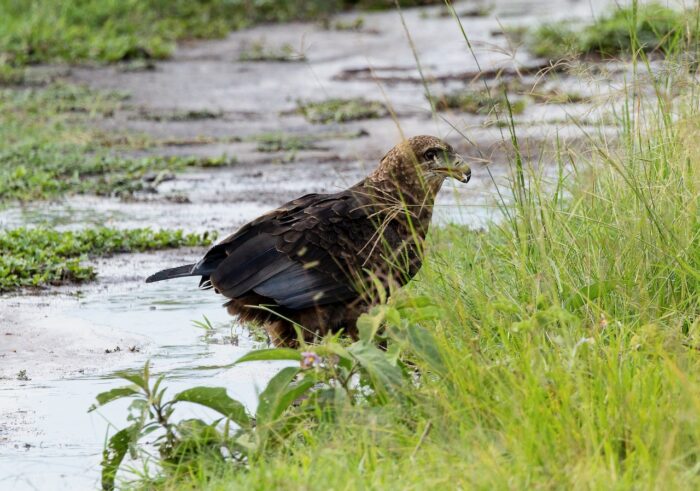 Brown eagle standing in shallow water near green grass in Uganda.
