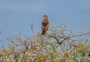 Brown snake eagle perched atop a tree in Uganda against a clear blue sky.