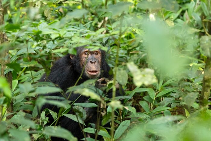 Chimpanzee in lush green foliage, Uganda. Close-up of primate with expressive face in natural habitat.