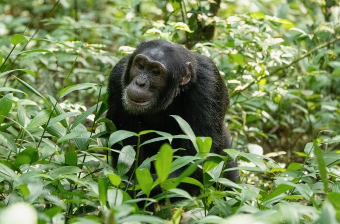 Chimpanzee in lush green foliage, Uganda. Wildlife primate portrait.