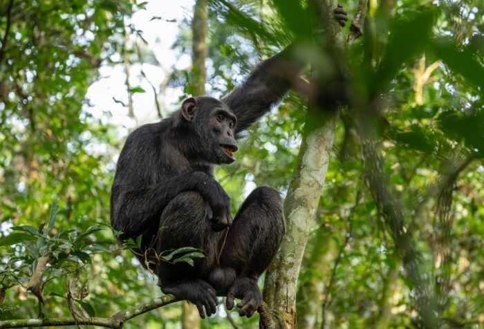 Chimpanzee in Uganda jungle, perched on a tree branch looking left with mouth open.