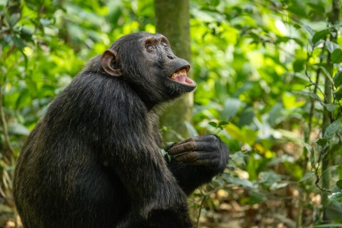 Chimpanzee in Uganda forest with open mouth, holding leaves, looking up.