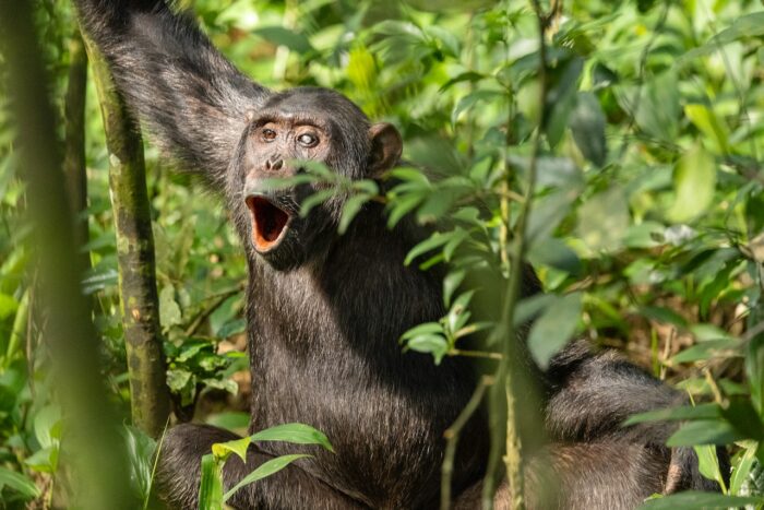 Chimpanzee with open mouth in Uganda forest.