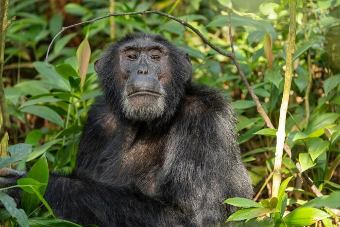 Chimpanzee in Uganda jungle, close-up portrait.