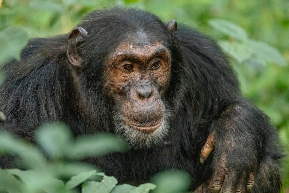 Chimpanzee with dark fur and expressive face in lush greenery. Uganda wildlife.