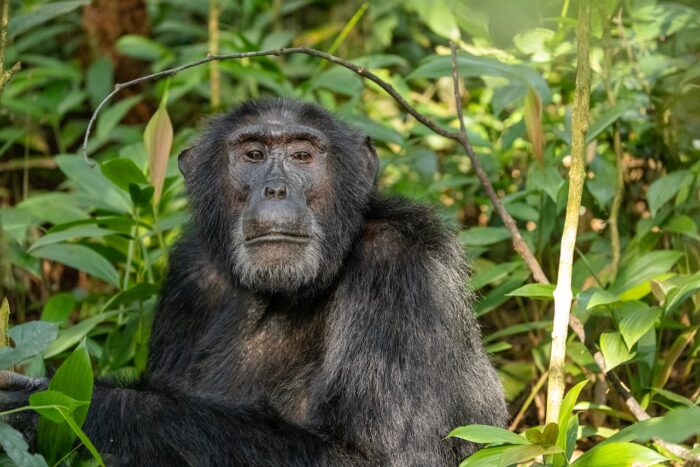Chimpanzee portrait in lush green foliage. Uganda wildlife.