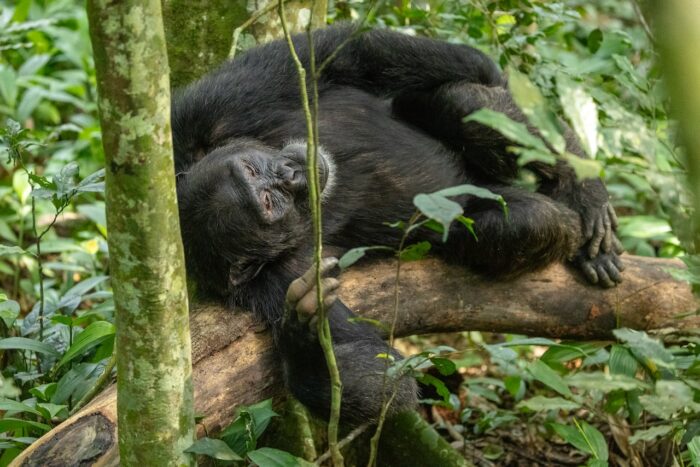 Chimpanzee sleeping on a branch in Uganda. Black ape rests peacefully in lush green forest setting.
