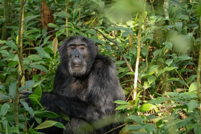 Chimpanzee in lush Ugandan forest, dark fur, thoughtful expression.