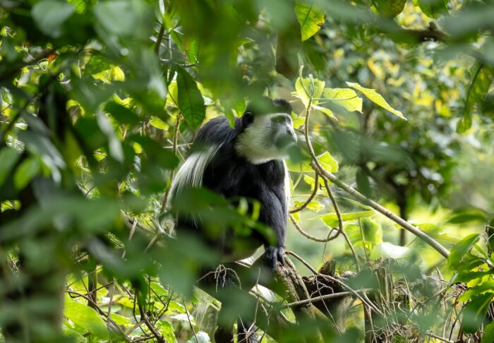 Black-and-white colobus monkey in lush greenery, Uganda.