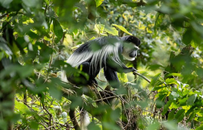 Black and white colobus monkey in a tree in Uganda.