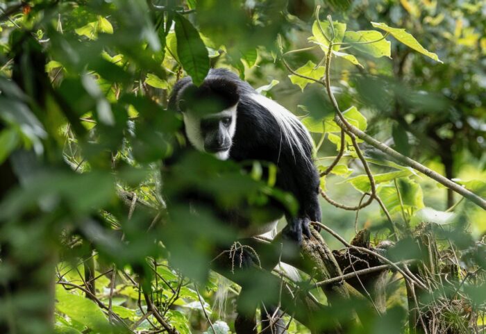 Black and white colobus monkey perched in a tree in Uganda, surrounded by green leaves.