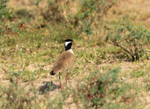 Crested lapwing bird standing in Ugandan grassland habitat, Uganda 2025.