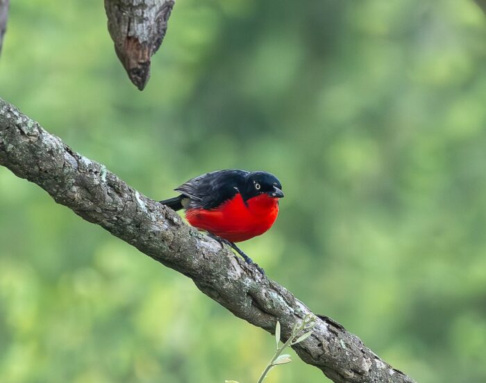 Crimson-breasted Gonolek bird perched on branch in Uganda. Red and black plumage.