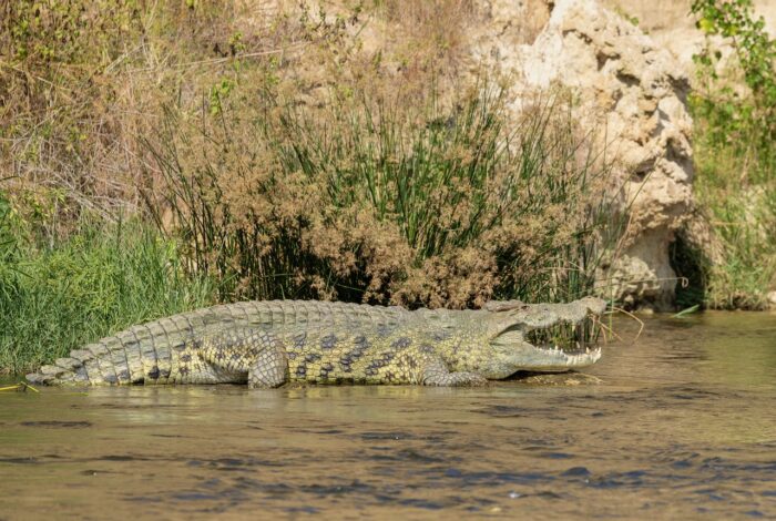 Large crocodile resting in water near riverbank vegetation.